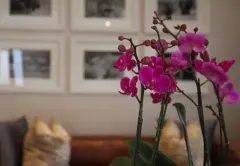 Sugar Villa Hotel in Green Point – photo 17 thumbnail