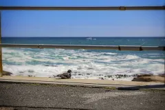 Bantry Luxe Apartment 2 in Bantry Bay – photo 9 thumbnail