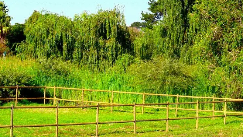 Welgelee Constantia in Fir Grove – photo 1