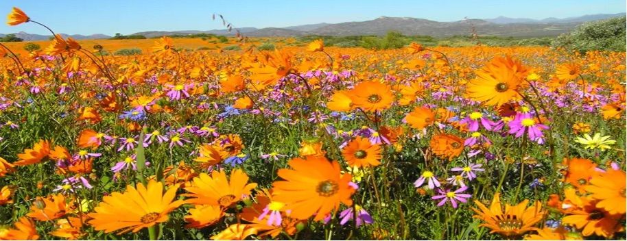 West Coast Flowers