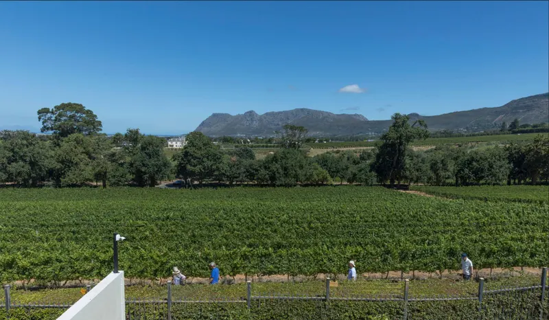 Constantia Manor in Constantia – photo 38