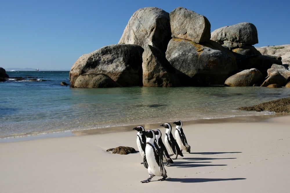 Penguins at Boulders Beach.jpg