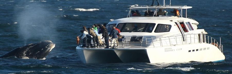 Whale Watching Hermanus