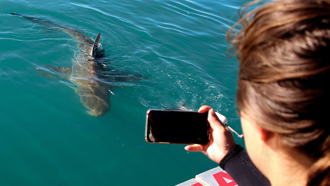 Shark Cage Diving Cape Town