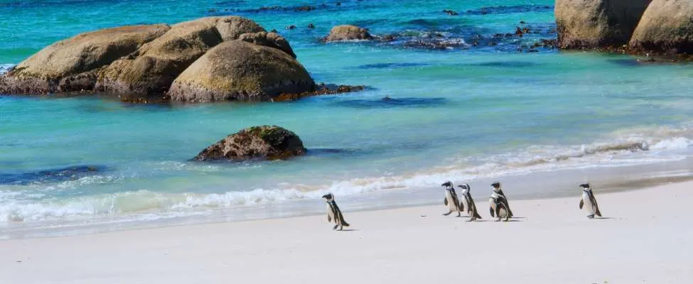 Top Cape Town Beaches to enjoy